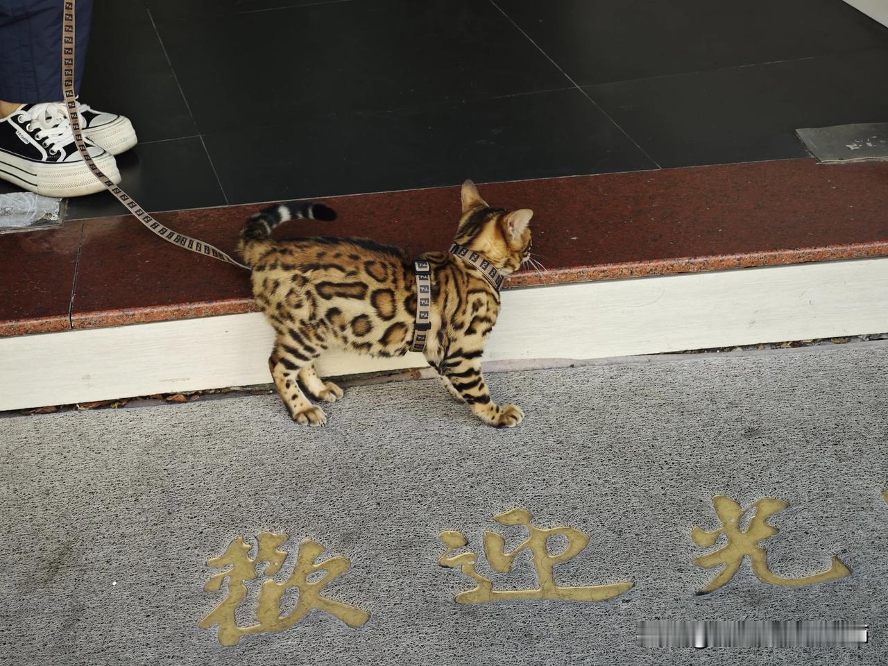 老街猫狗图鉴今天在邻居家串门，意外撞见一只超萌的小豹猫！小家伙精力旺得很，一会儿