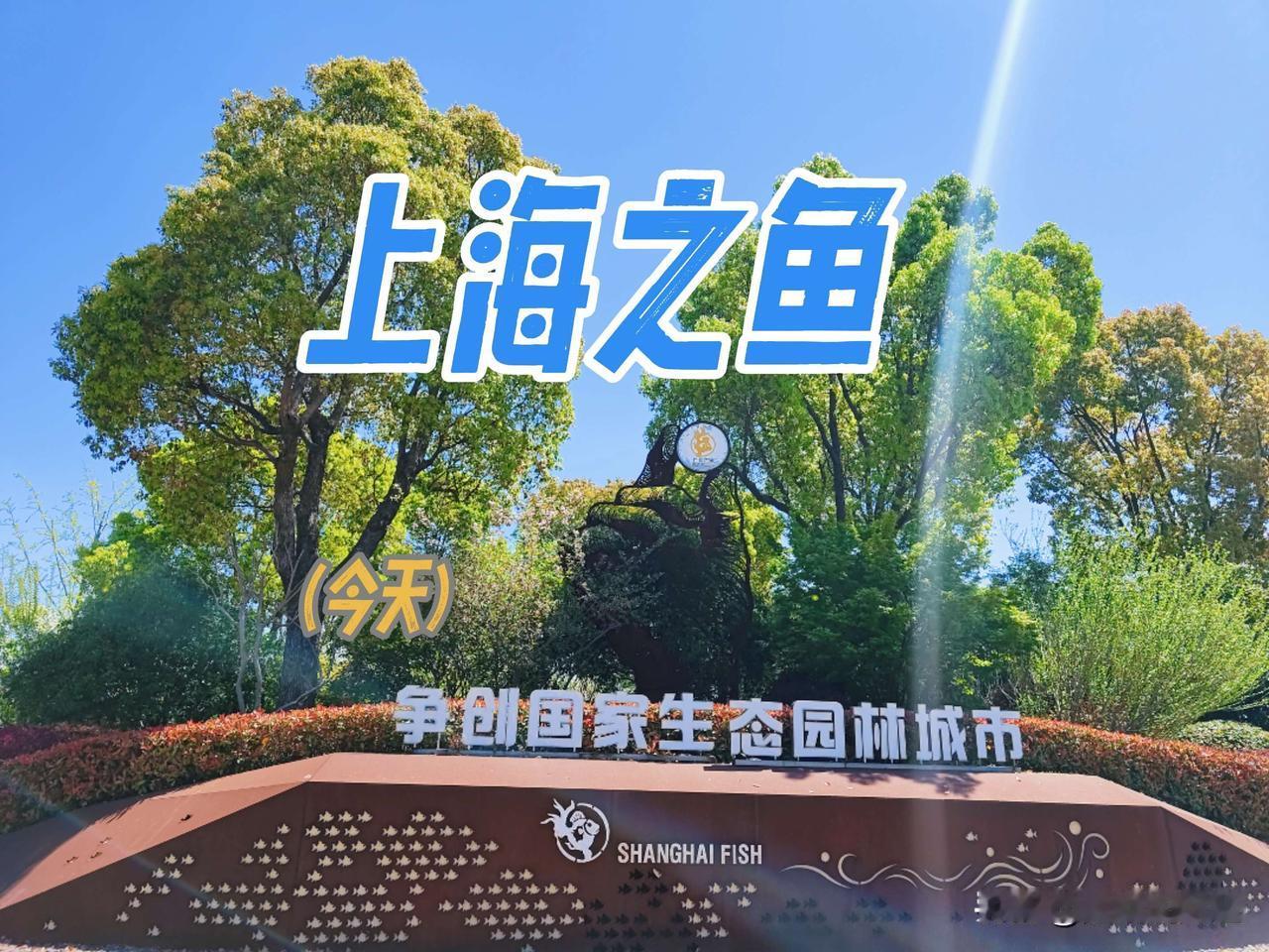 上海之鱼，奉贤新城宝藏公园，樱花满天，湖水清澈。公园由迪拜棕榈岛设计团队操刀，风