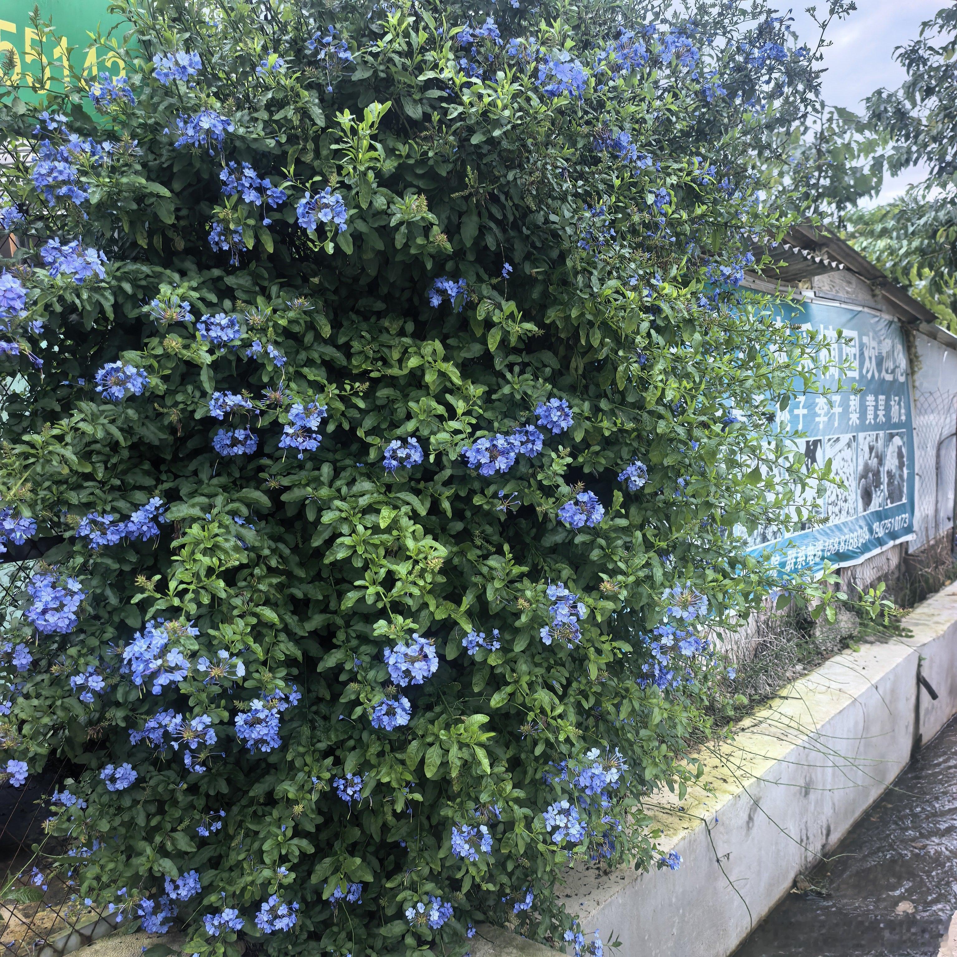 路边农家乐的漂亮花花。 