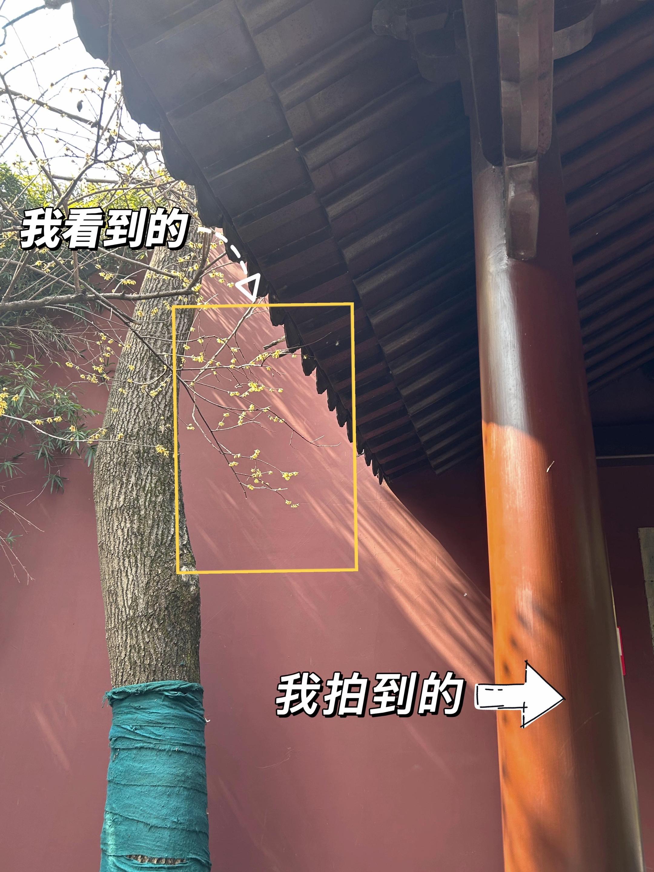 杭州腊梅｜我看到的VS我拍到的。拍摄地点：杭州钱王祠 本期分享构图攻略...