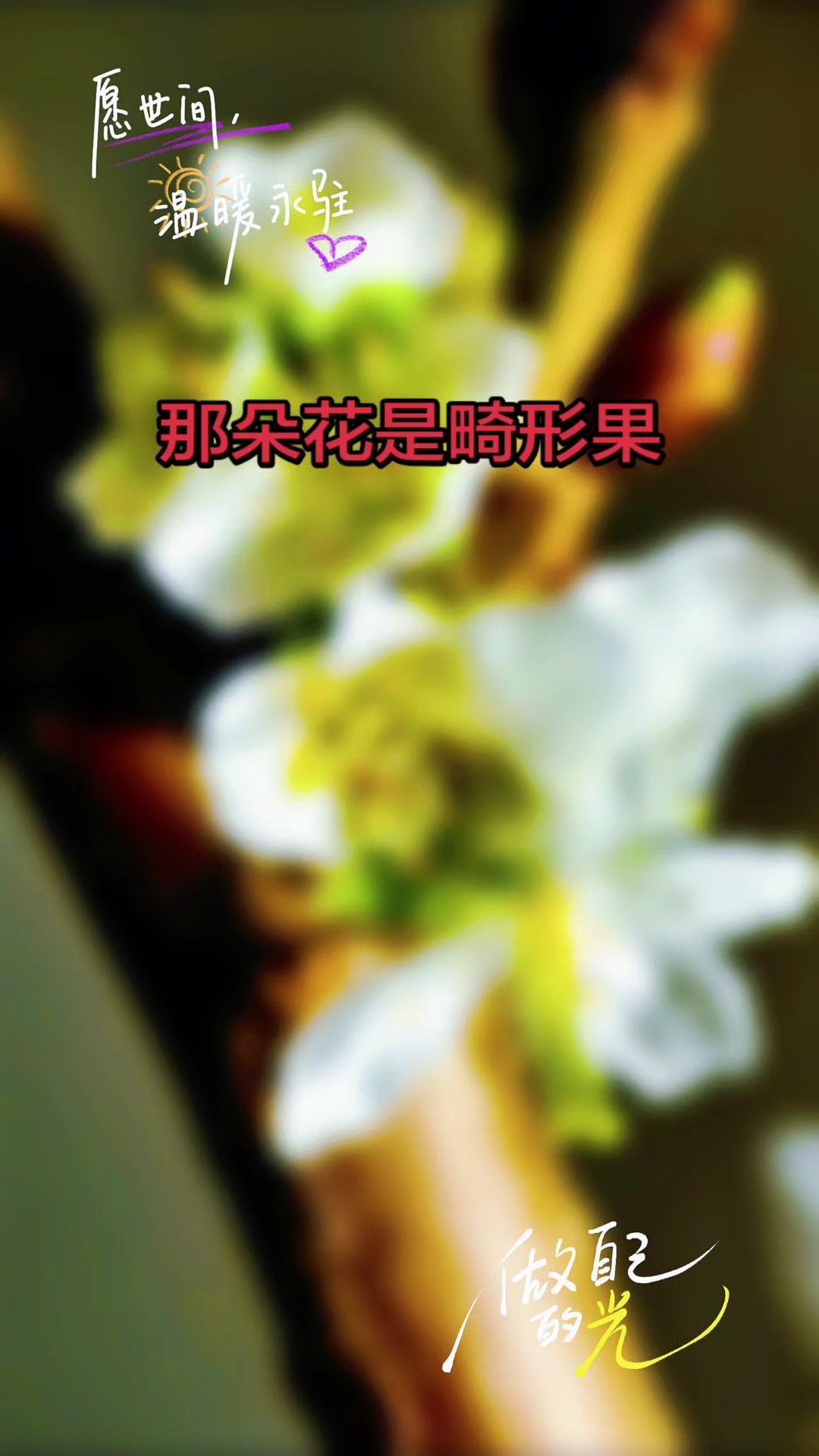 大樱桃畸形果怎么破？🍒大樱桃畸形果多，主要是花芽分化出了问题。想要减少畸形果，