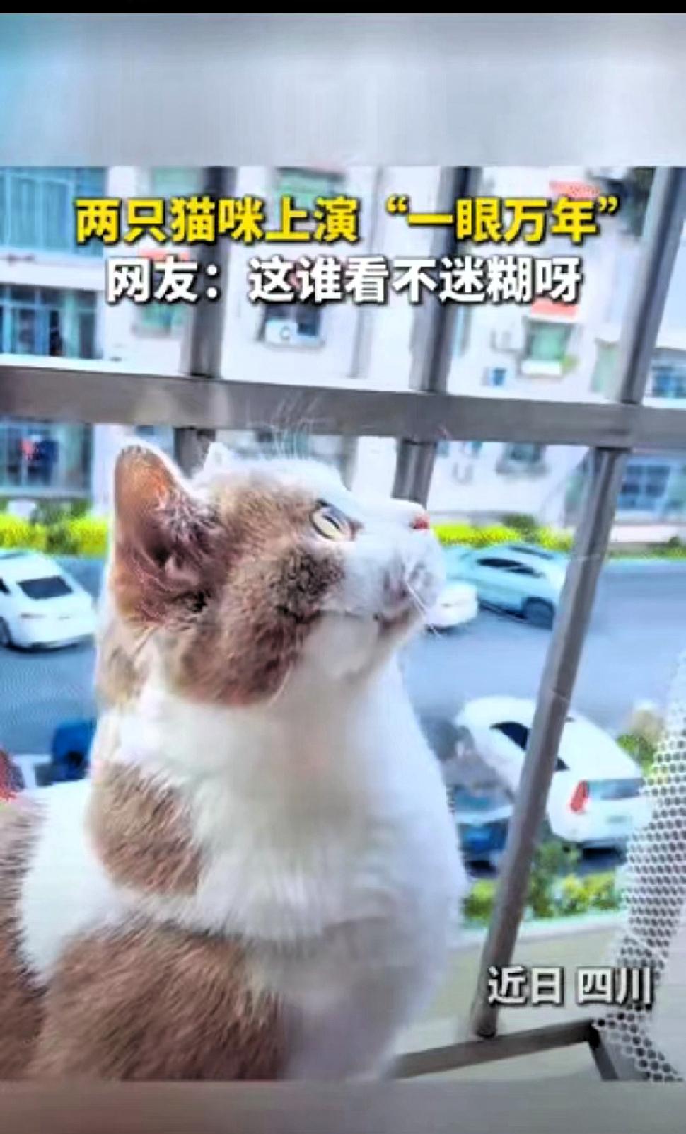 四川，一女子发现自家猫咪抬着头，呆呆地坐在窗台上，好像在看什么，出于好奇，她顺着