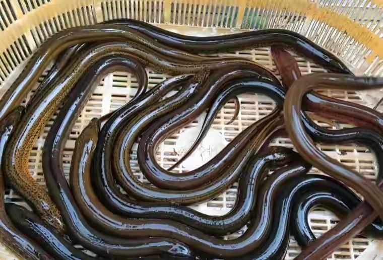 浑身都是寄生虫的4种鱼，卖鱼老板自己都不吃，白送也别要！

本周六早市的鱼缸前王