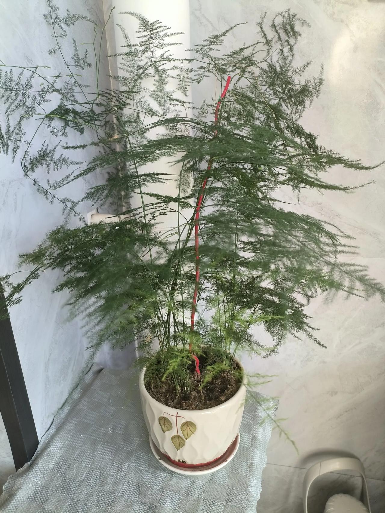 愚孝男，求求你保持单身吧！
这世上有一种男人，特别纯孝，这种情况在婚后尤为明显。