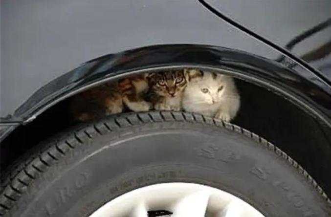 太吓人了，云南，一司机开车前有个好习惯，就是要绕车一周，排查安全隐患后才上车启行