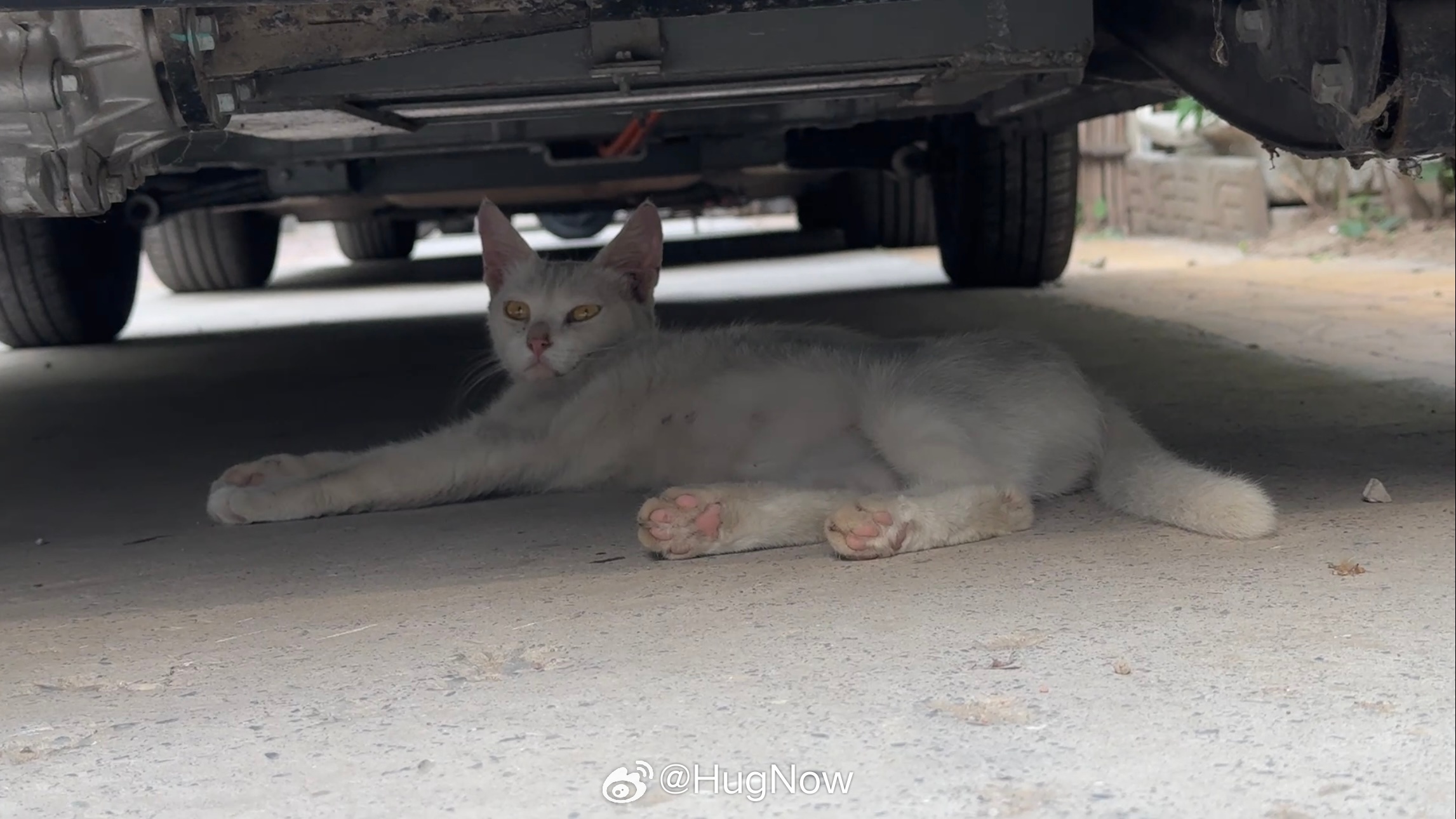 早上好呀周二愉快八字眉在小院子里等着我来今天就它自己在这儿吃走的时候看到另一只小