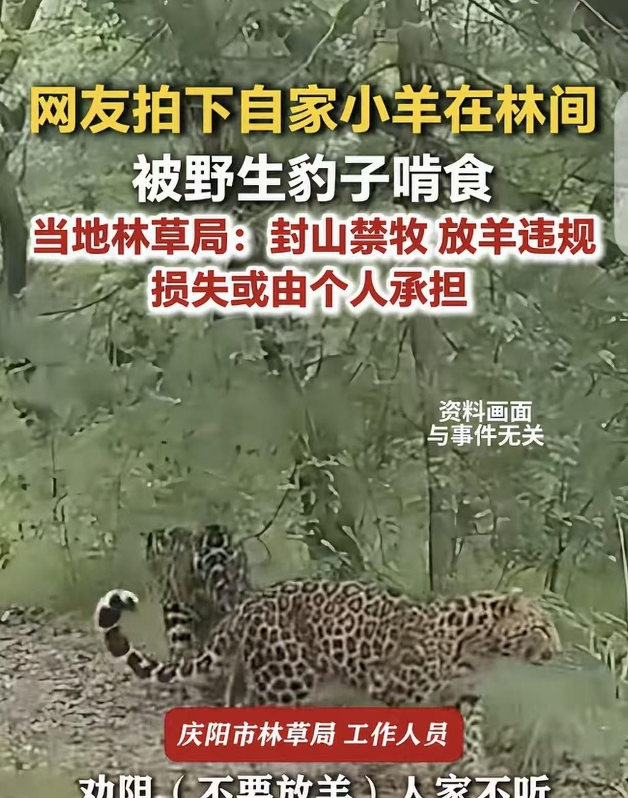 “活该！”甘肃庆阳，一男子赶着羊群去林区放羊，12只羊被野生豹子逮到，按地上啃食