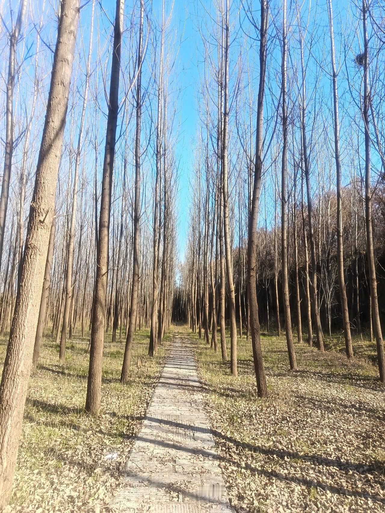 风起半山
瘦枝摇摆
一径青石如毯
冷烟过
光影点点
梅香煨寒


——
 独坐山
