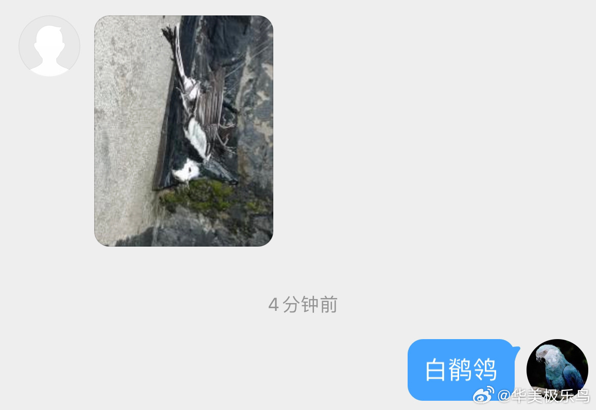 #鸟粉投稿# 蜘蛛网🕸️上的【白鹡jí鸰líng】真是个倒霉孩子🙊 （解救下