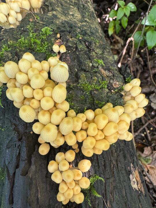替大家看过了，大理第一波野生菌长得不多