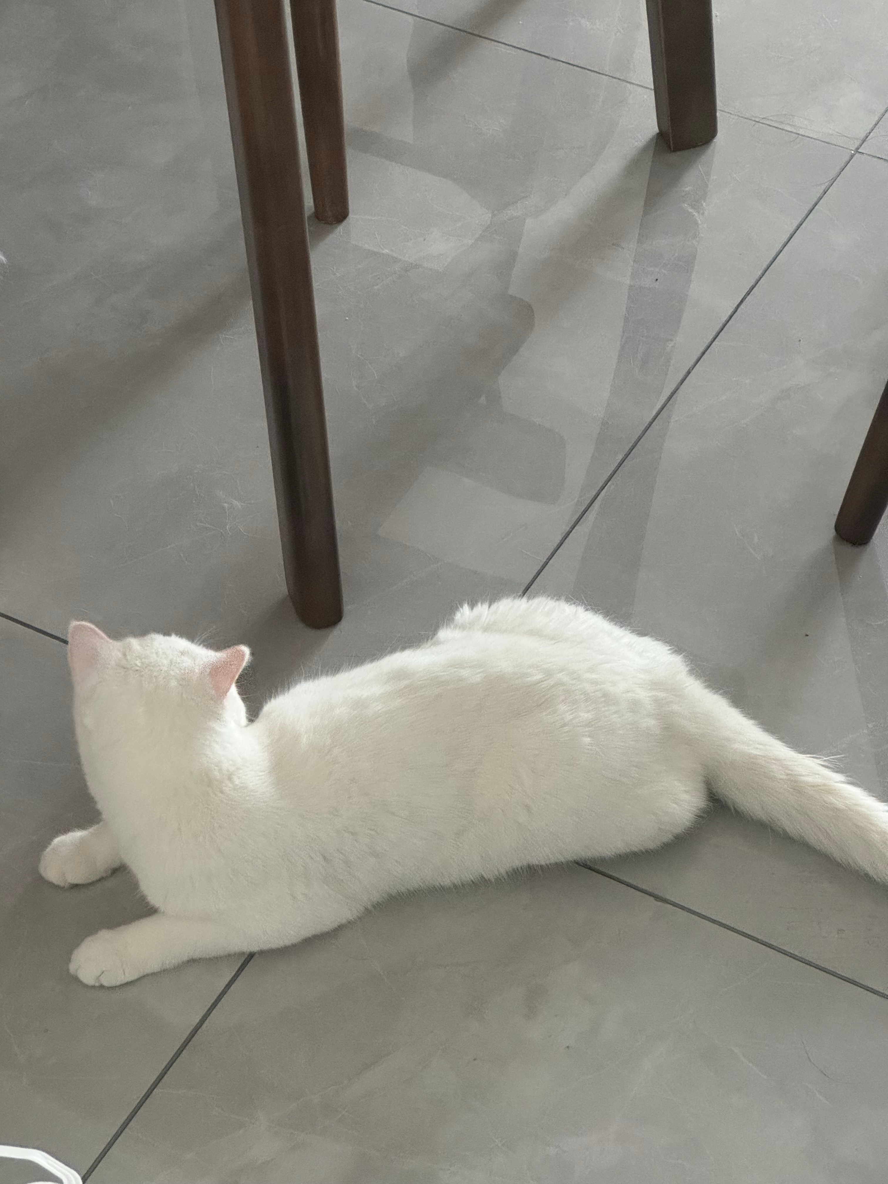 又肥又长，所以叫做肥肠 