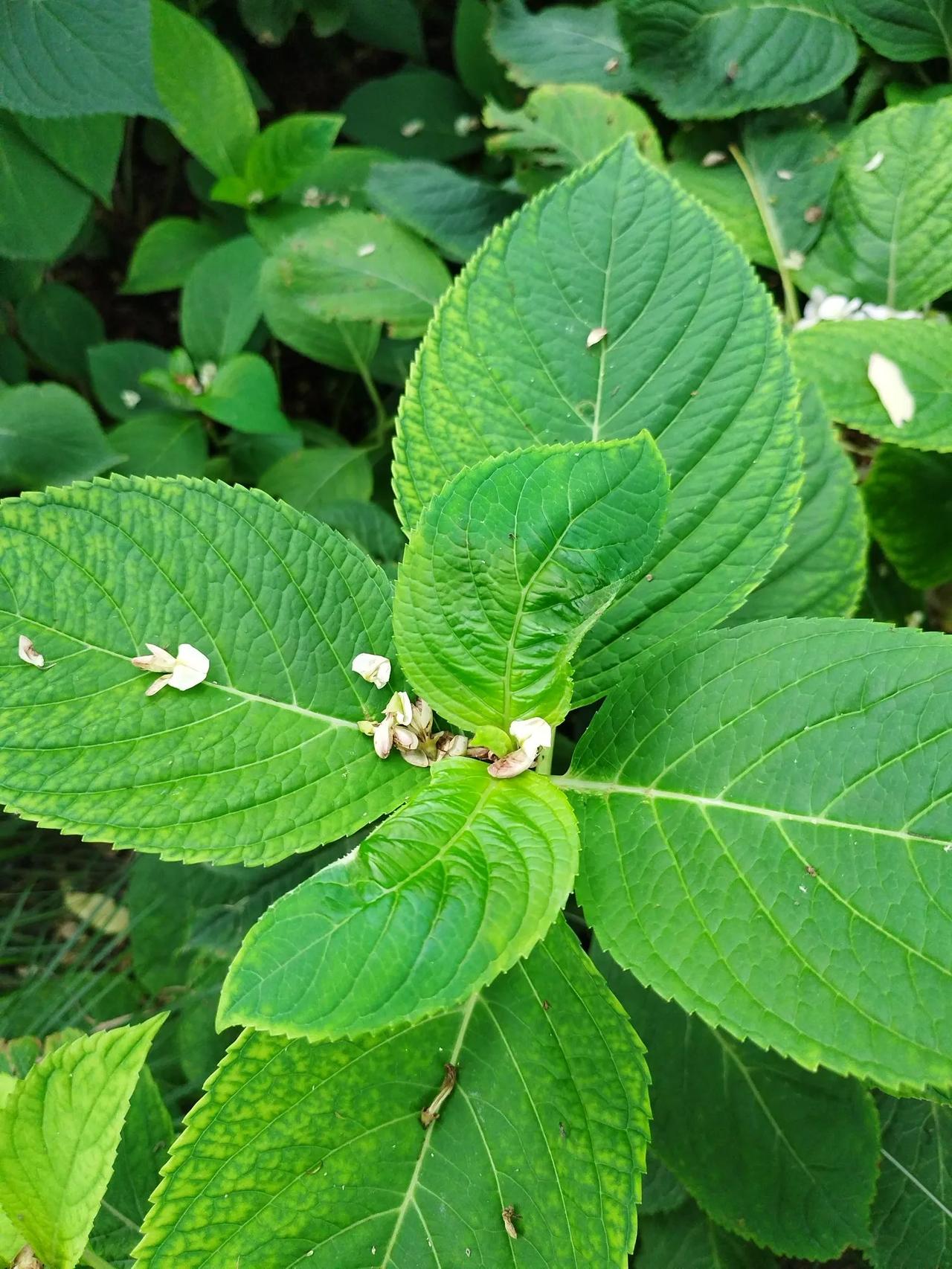如梦令   夏夜思
梦里军旗猎猎，
眠起朦胧缺月。
记得别军营，
战友言情切切。