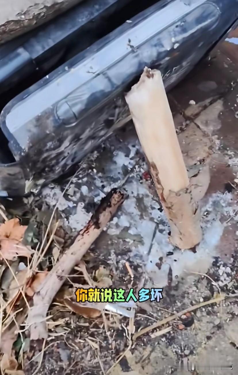 大娘一直在骂街“在户外给流浪猫整个遮风挡雨的小窝，被人为的关上了，还拿木棍支上了