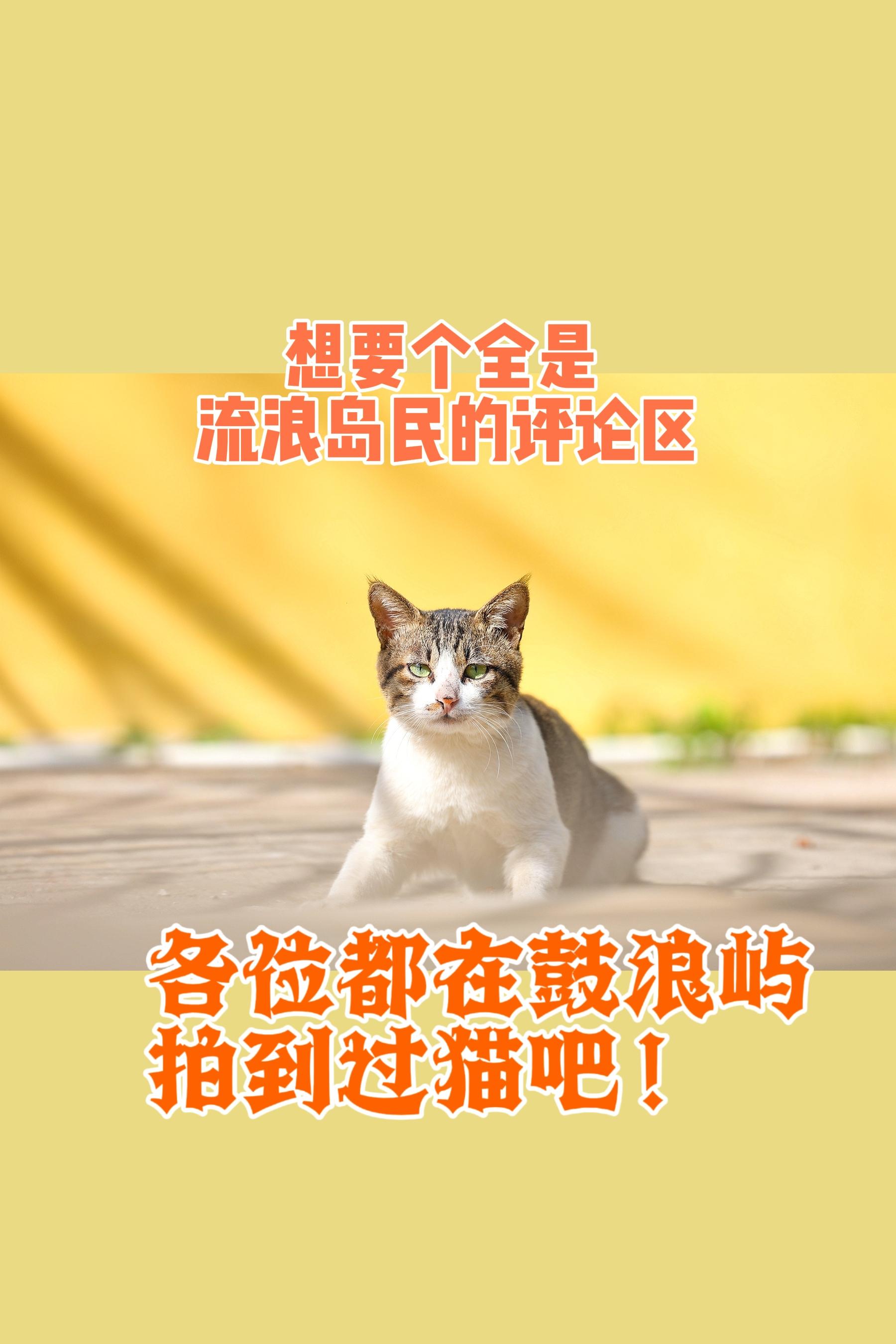 各位都在鼓浪屿拍到过猫吧。各位都在鼓浪屿拍到过猫吧 你要是个身上有猫味...