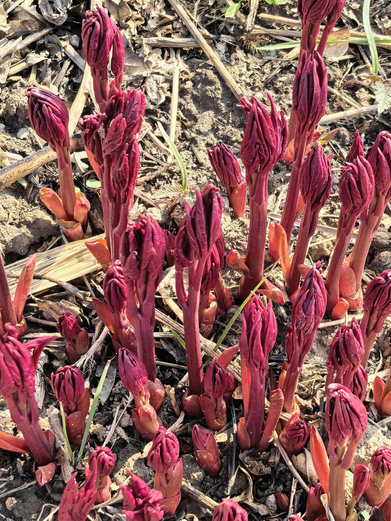 大芍药[祈祷][祈祷][祈祷]