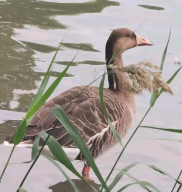 上联：船行五湖四海。接下联人食七荤八素