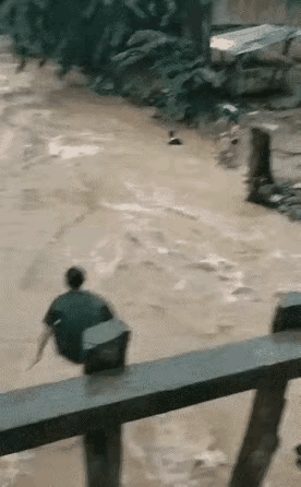 快来看这惊险一幕！大雨刚过，河水猛涨，本应是大家避之不及的危险区域，可一群水性好