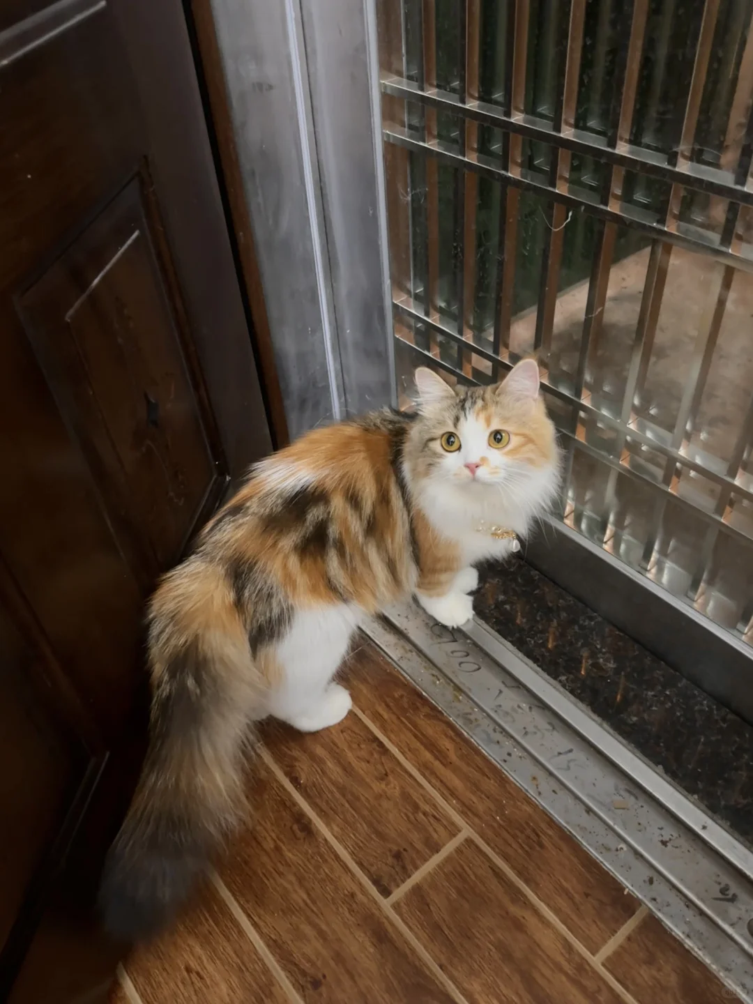 谁懂啊 被隔壁邻居家的三花猫美到了