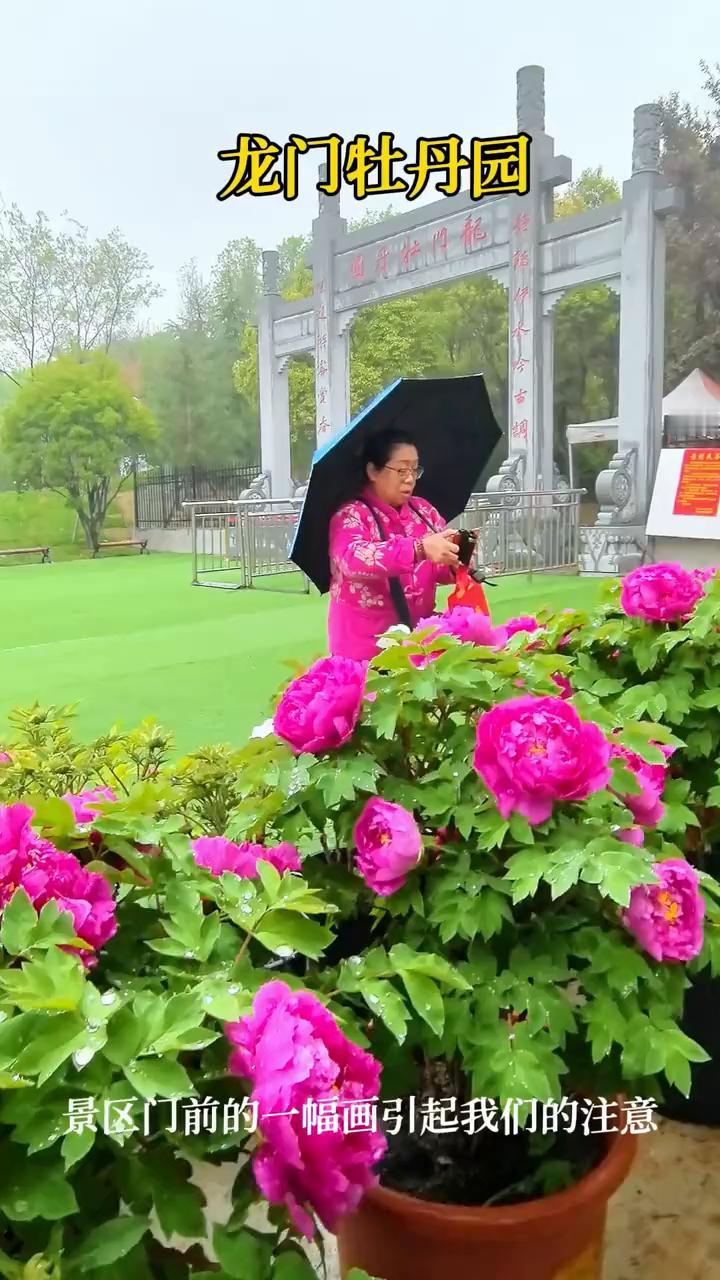龙门牡丹园。
到龙门牡丹园去欣赏牡丹花，有谁能想到门前的这幅画引起了我们的注意？