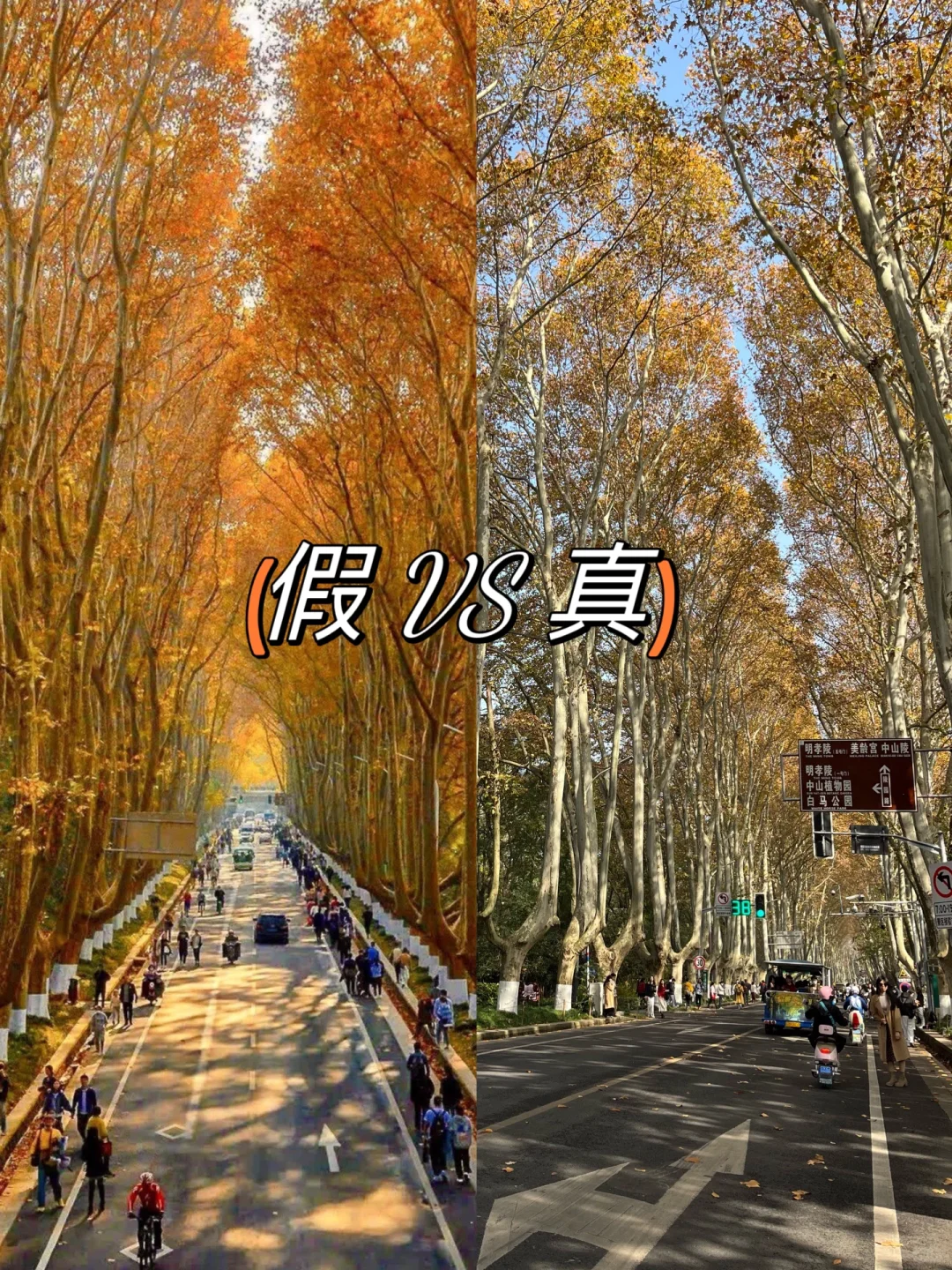 梧桐大道P图大师们，能不能不要再骗游客啦！