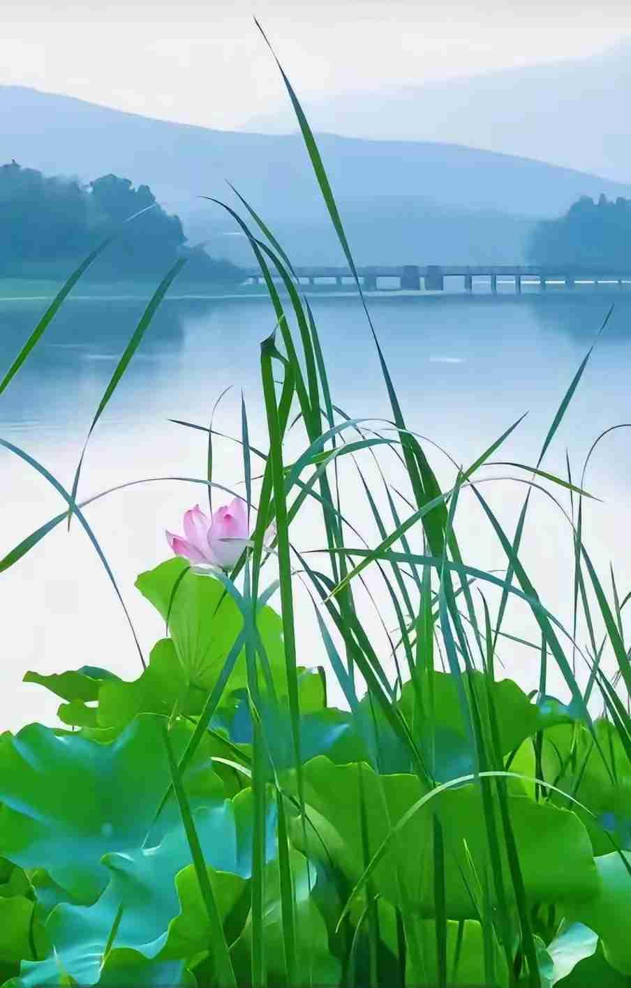 《湖畔荷风》
 
远山含雾水含烟，一鉴平湖静接天。
翠叶舒风遮浅碧，柔荷藏影露轻