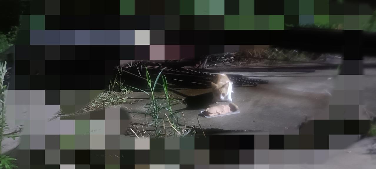 夏季雨后的夜晚凉爽舒适，出发去喂流浪猫。这只小猫崽前些日子还在妈妈怀里撒娇吃奶，