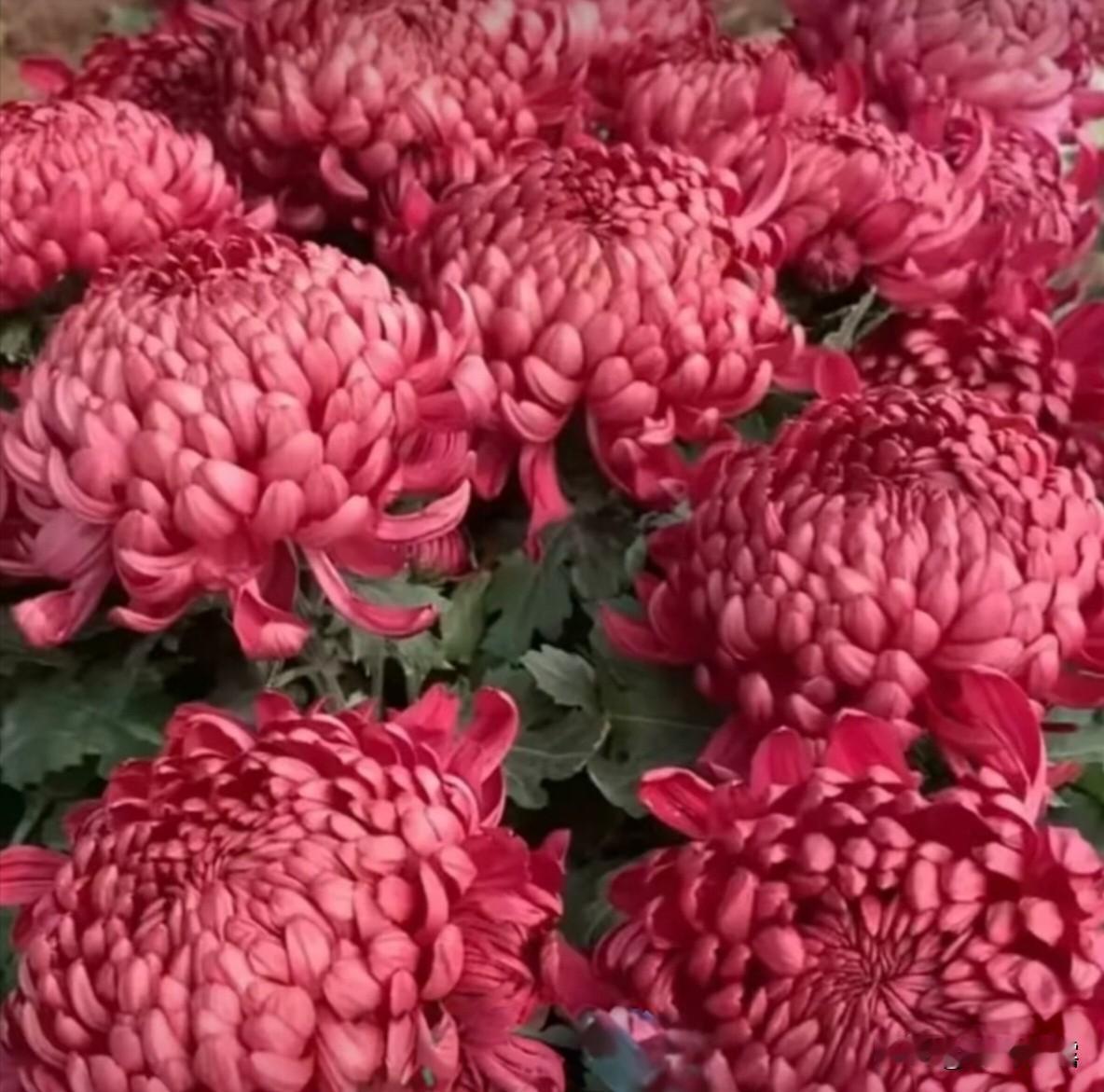 看到秋日的菊花，才更深刻理解那句“不是花中偏爱菊，此花开尽更无花。”赏菊花之美，