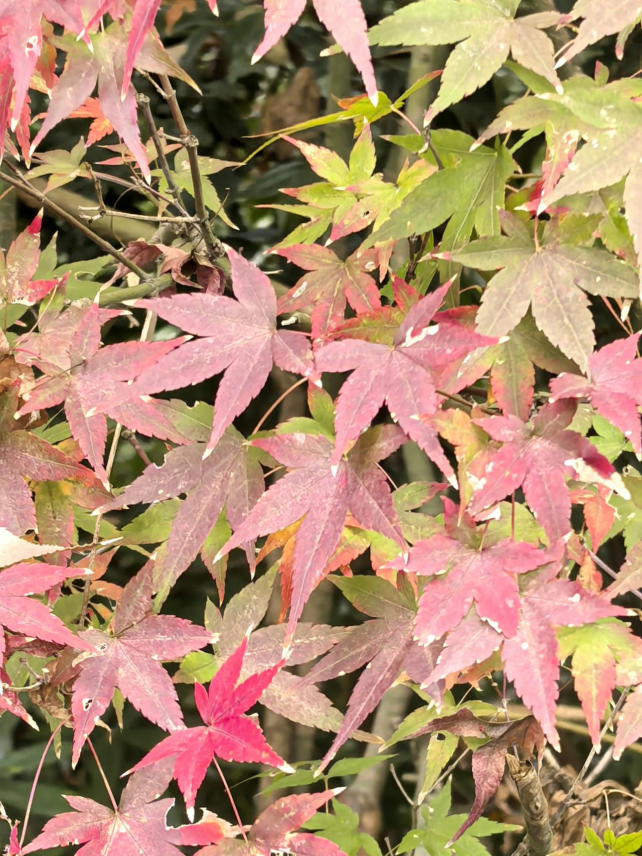 当年的置换，漳州并不吃亏，角美当时是同安的重要商埠，交通发达，土地肥沃，人口众多