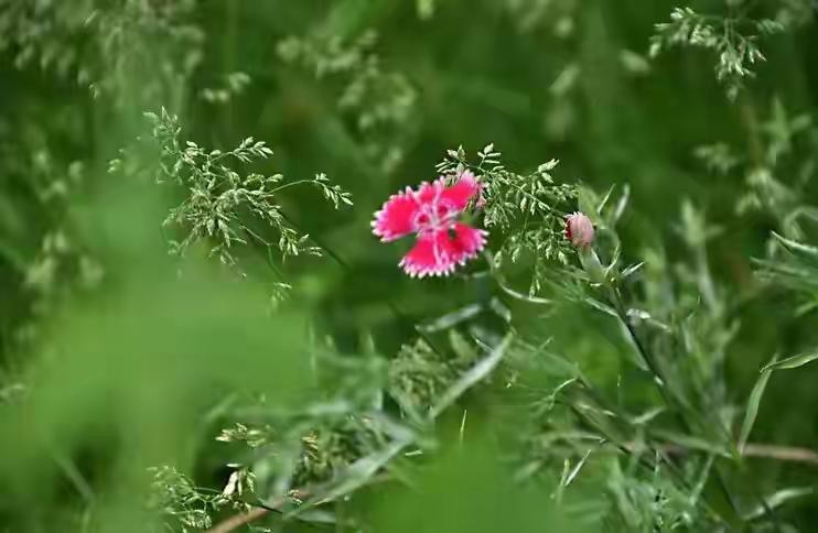青春絮语（组诗）

1.晨光
每一次穿透窗帘
梦想都会微微颤动
落在你的肩头
不