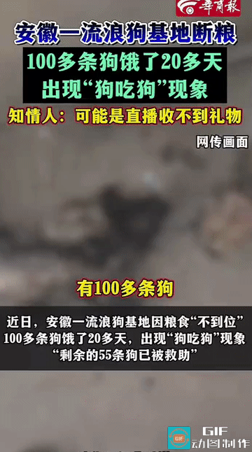 “太残忍了!”安徽，一处流浪狗基地因断粮20多天，那一个个铁笼内，饿得皮包骨的流