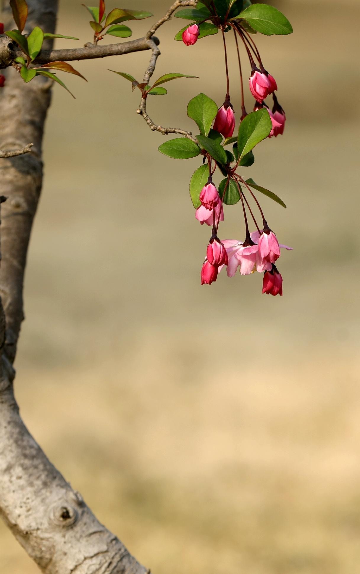 百花齐放的季节，公园里每一个角度都好看，一年才有的一次，多多益善，见花就拍，本想