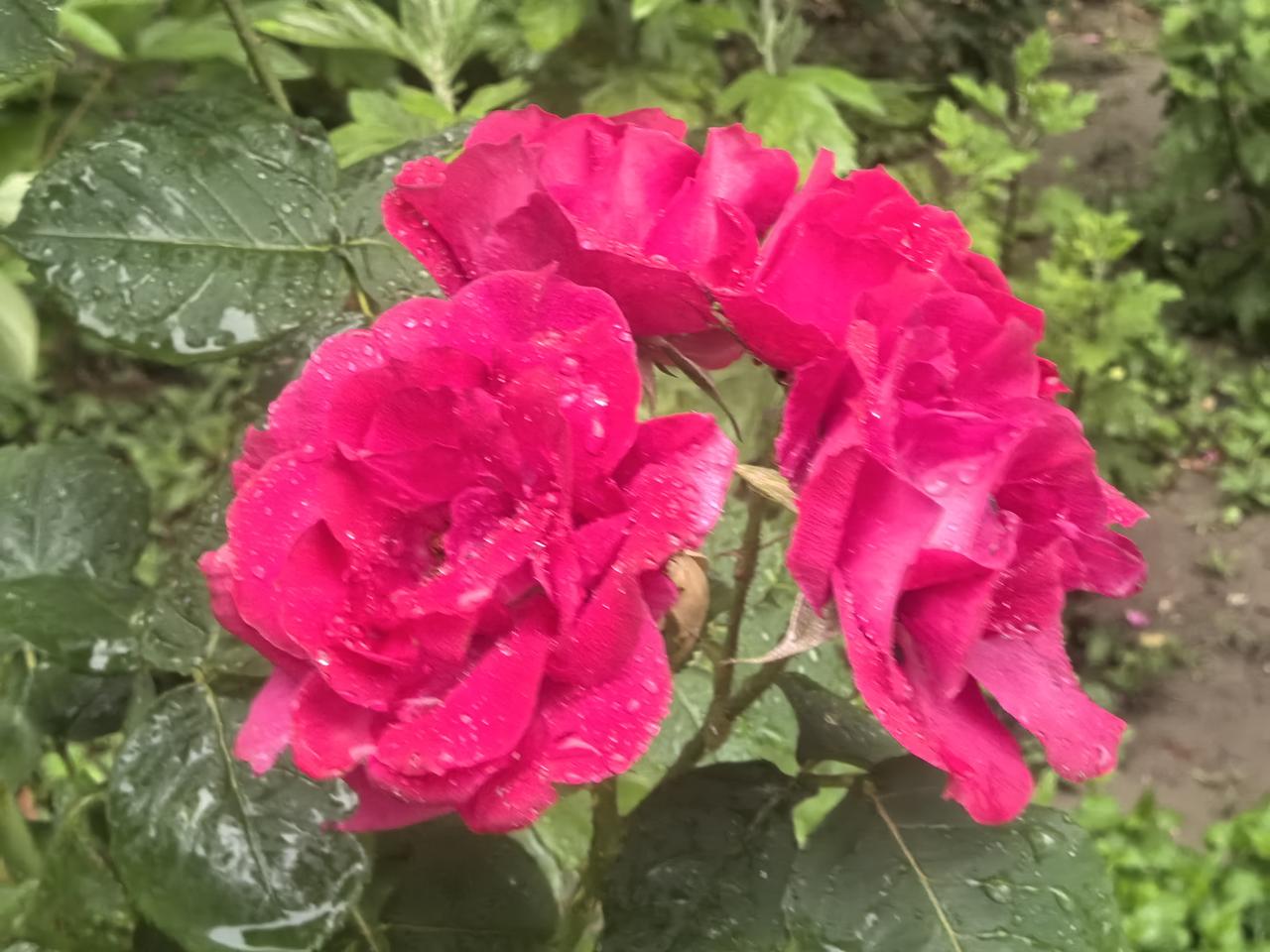 雨后玫瑰，娇艳欲滴，宛如少女脸颊上的红晕。🌹💧