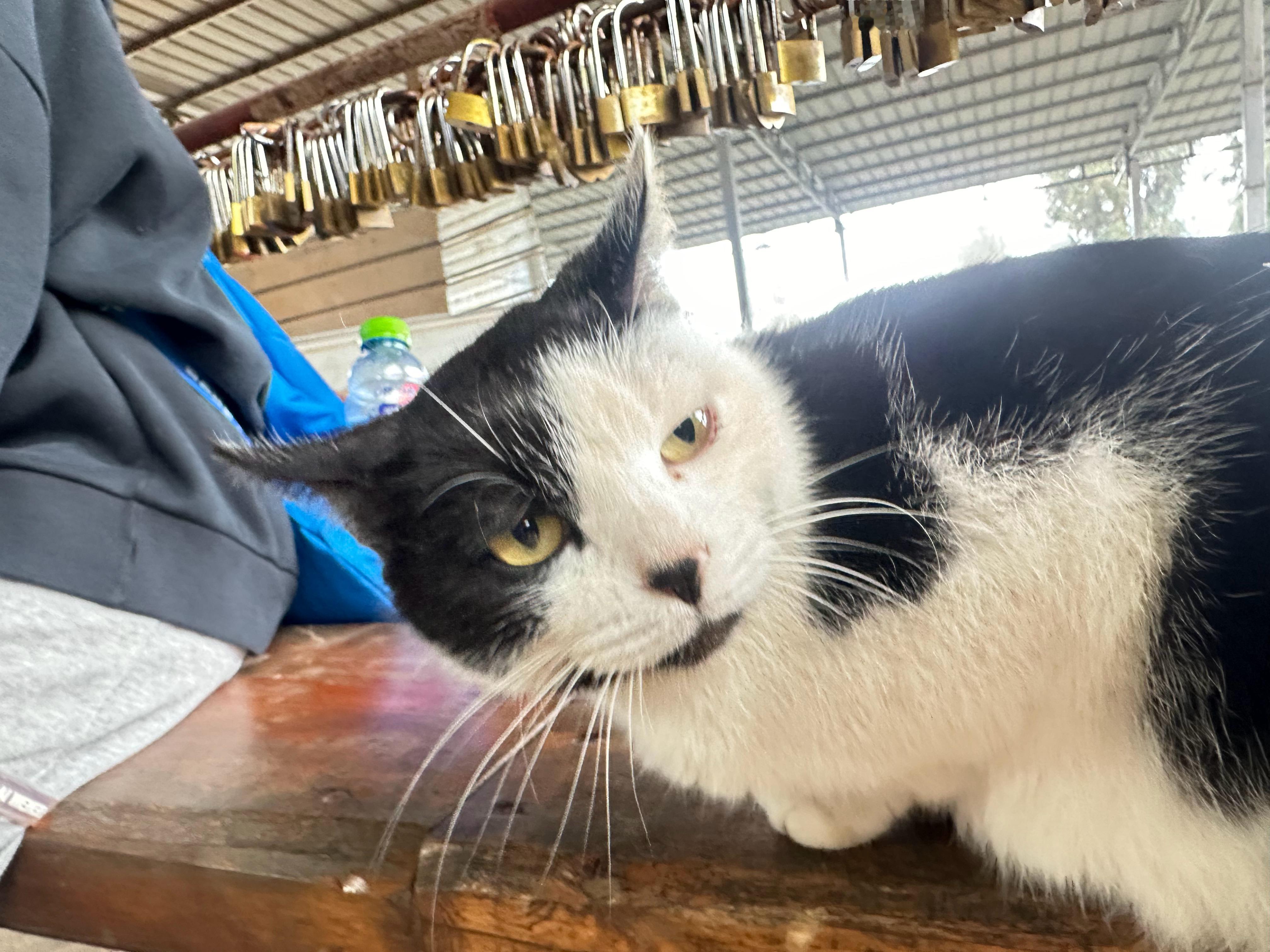 我已经被开过光的猫猫选中了！小小青城山，拿下！  ​​​