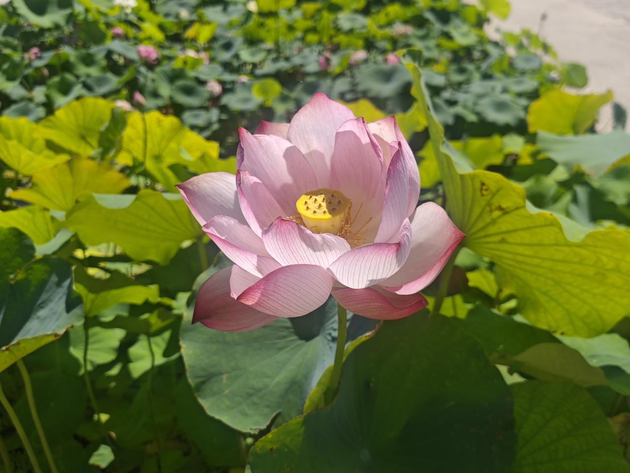 走进圆明园遗址公园，路过一大片荷塘。形态各异的荷花，在初秋的阳光下，依然绚丽地绽