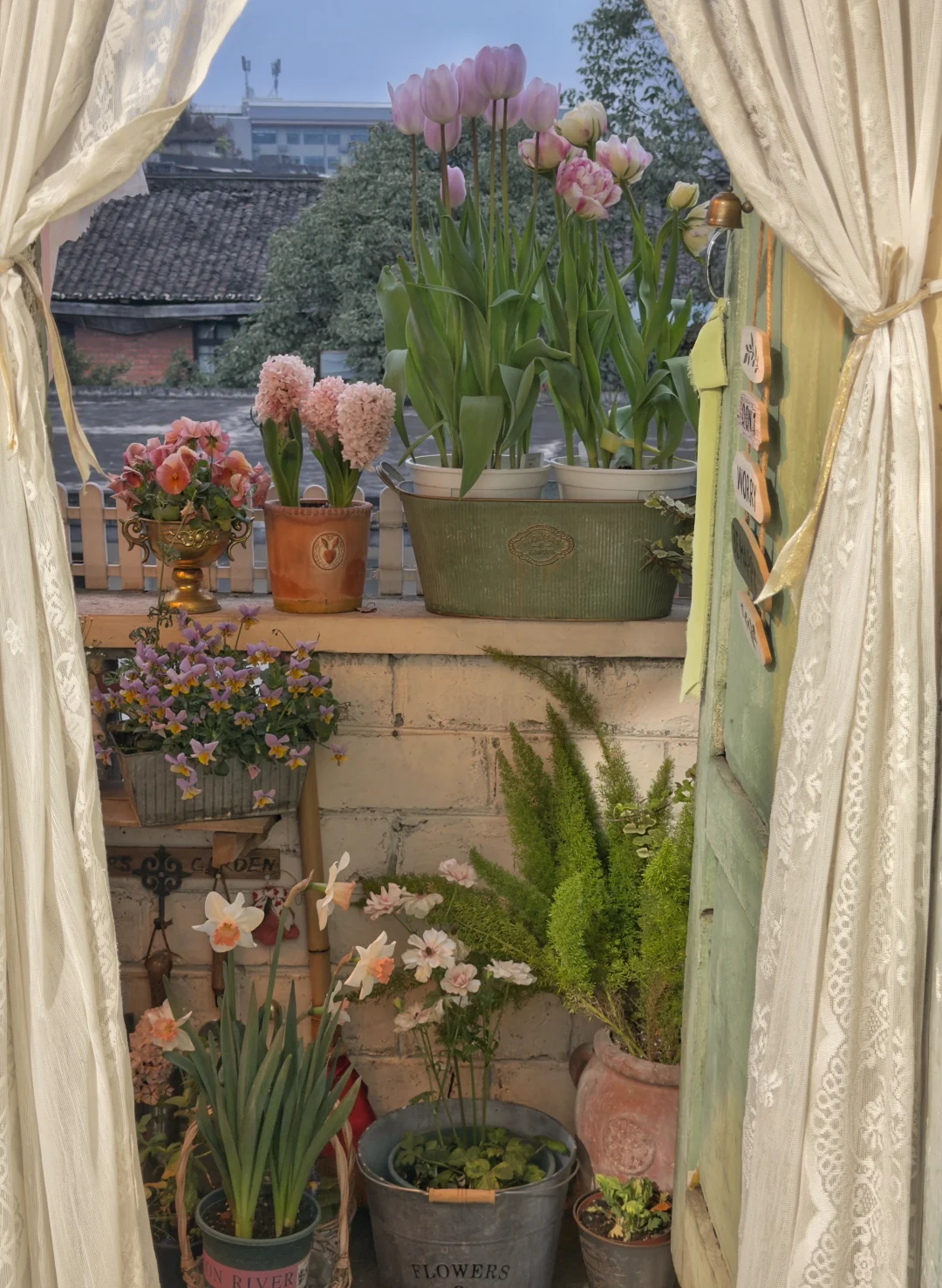 春节旅行7天回家发现阳台上的花全开了🥹