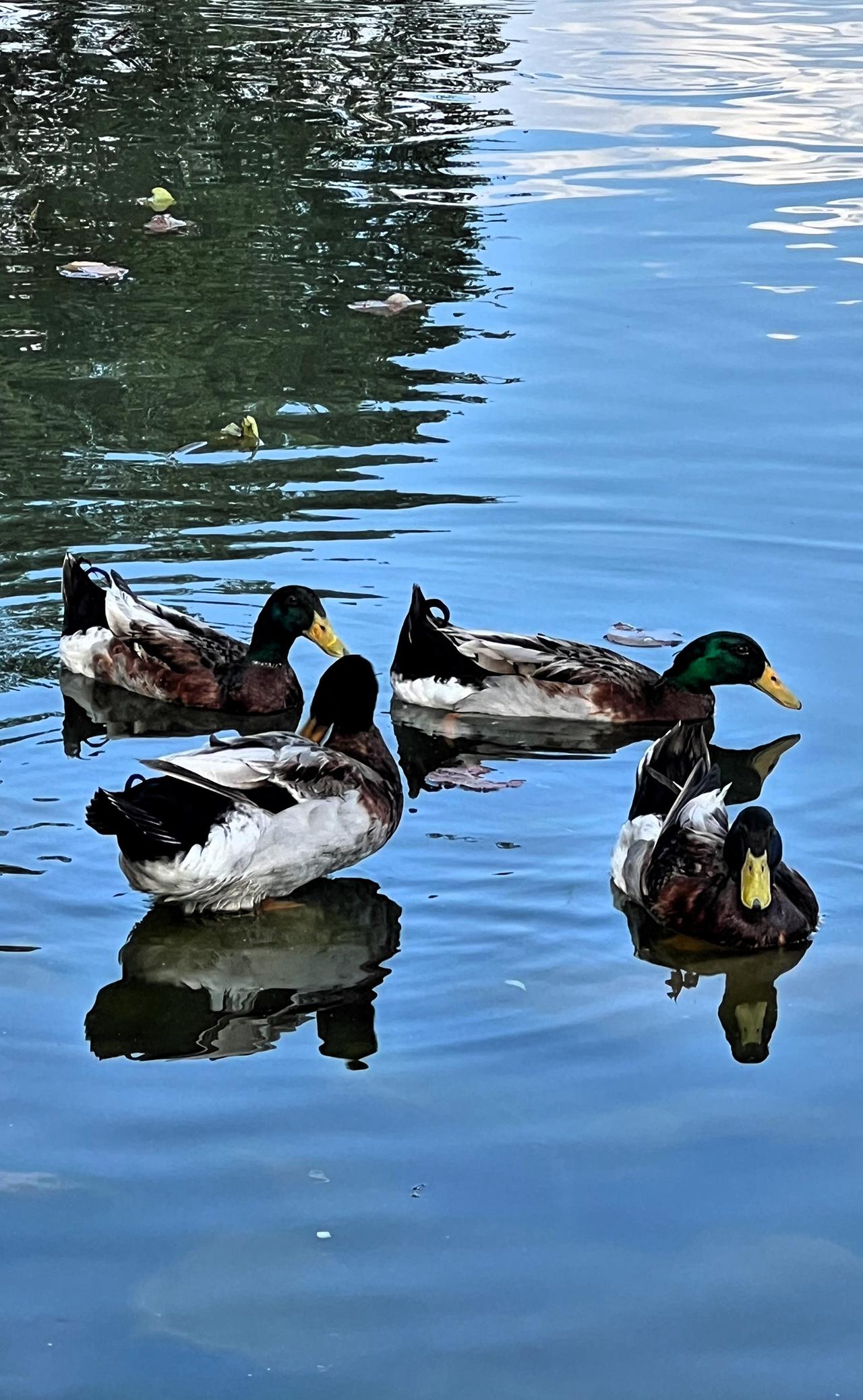 原创，手机摄影