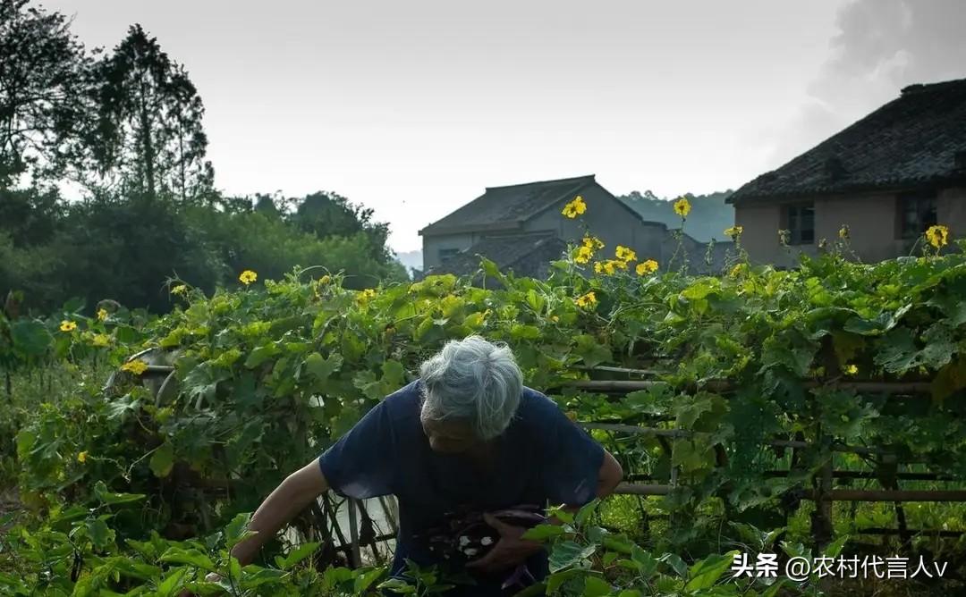 返乡5年，我看清了农村的真相：那些走出去的人，再也回不来了。
 
5年前，我从一