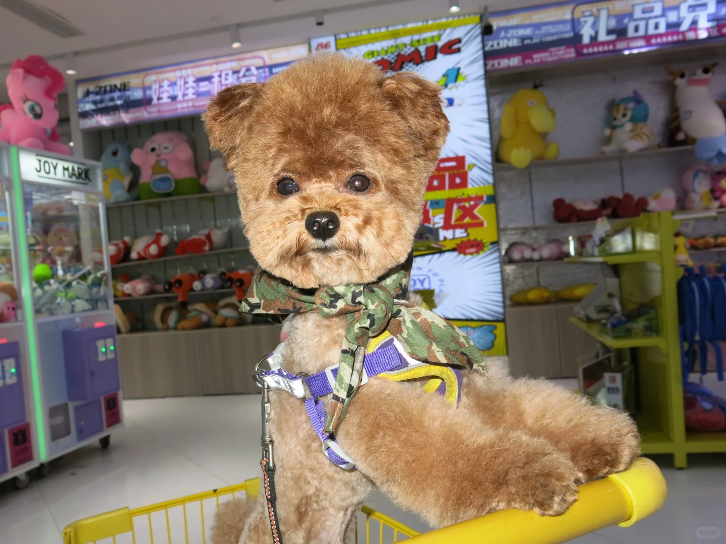 谁家小朋友🐶喜欢抓娃娃🧸