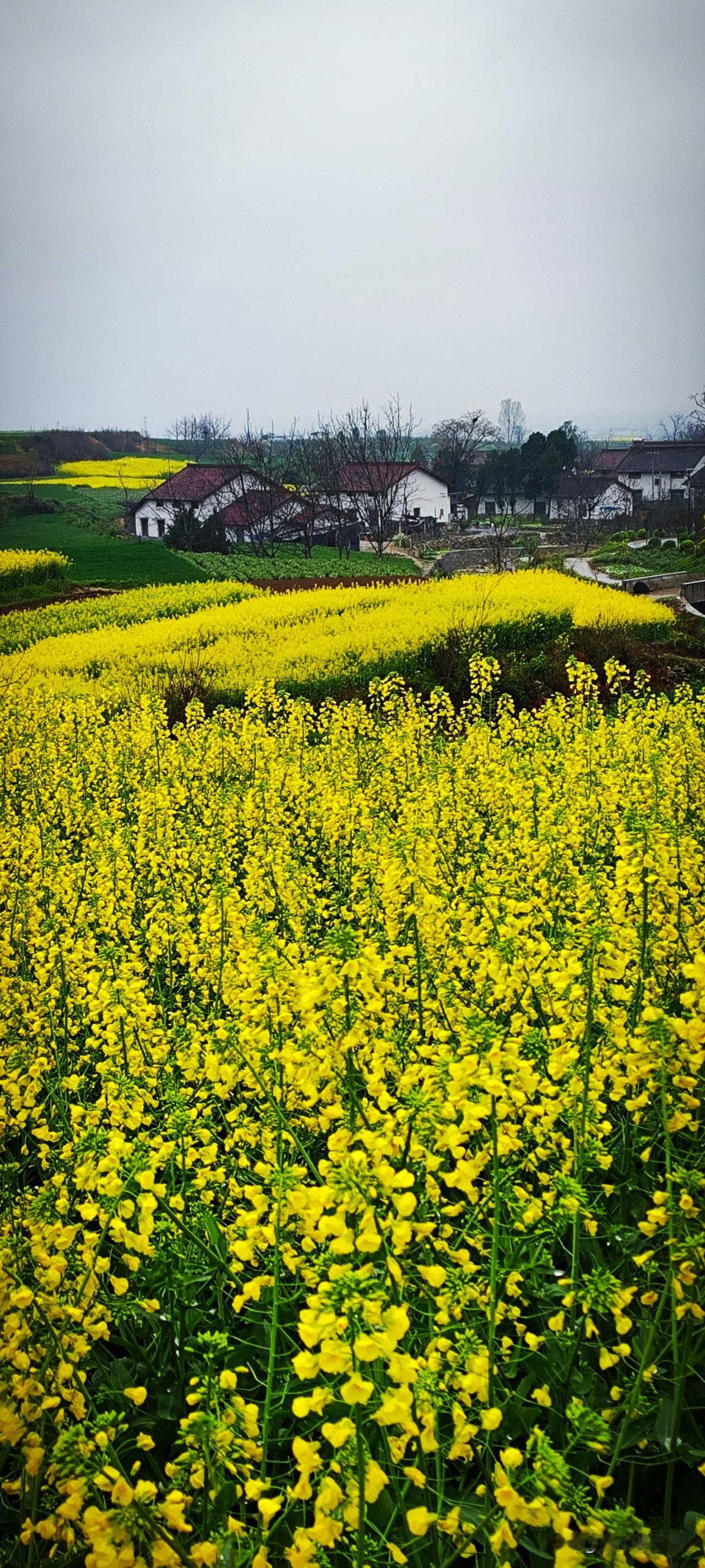 这几日正是油菜花开的全盛时节，随便到近郊山村去一趟，便可收获大片。油菜花勾勒出丘