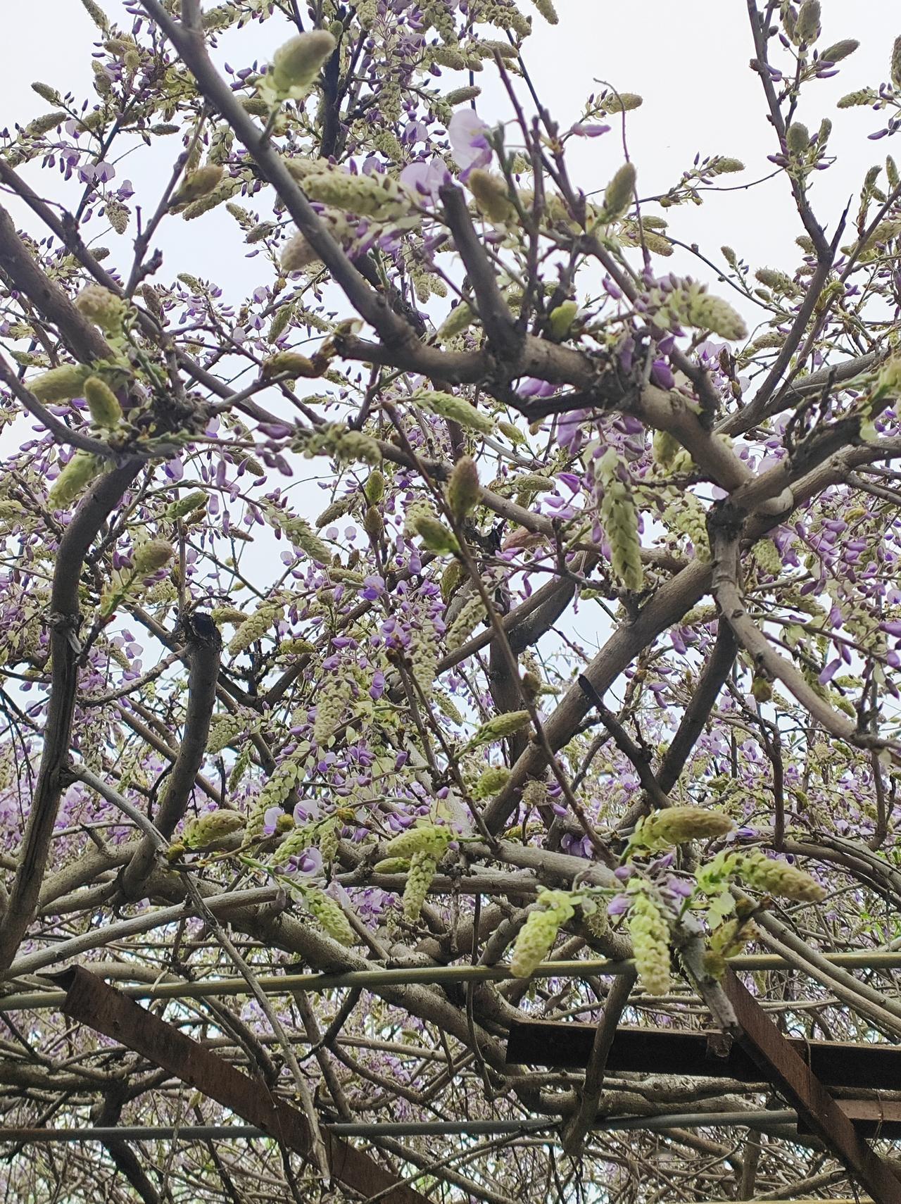 紫藤.晚樱.樱桃