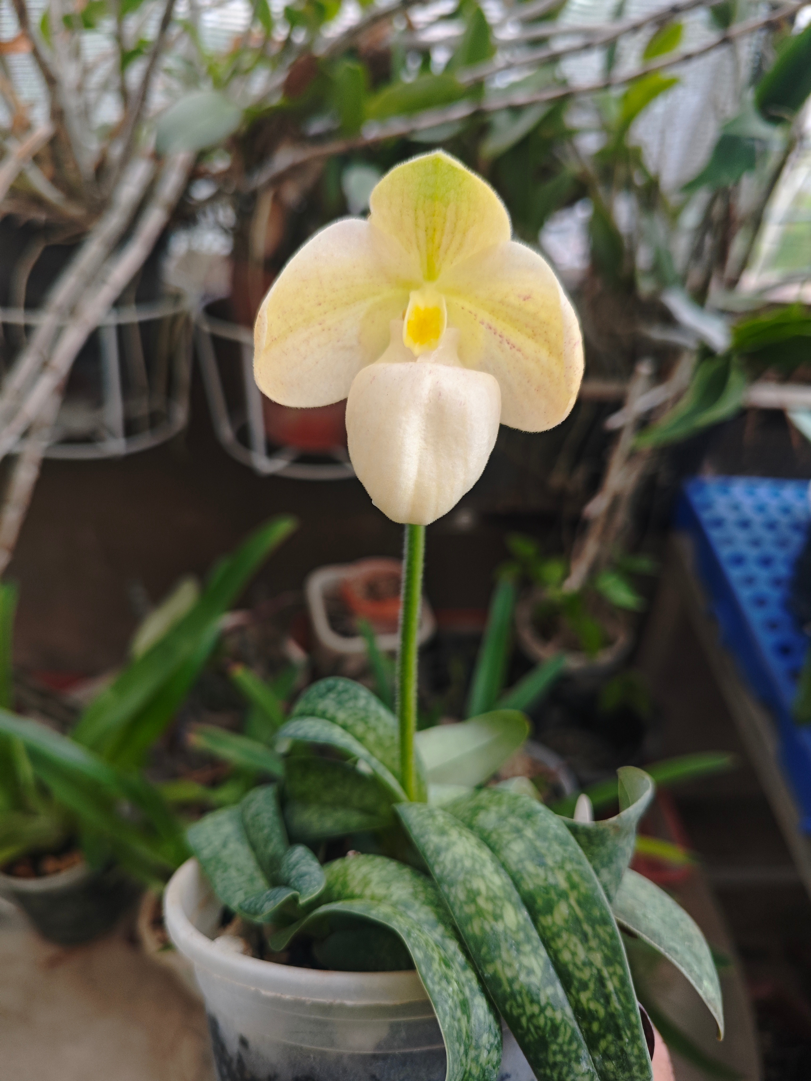 Paph. Flamingo Gold （弗拉明戈黄金兜兰），二号 ​ ​​​