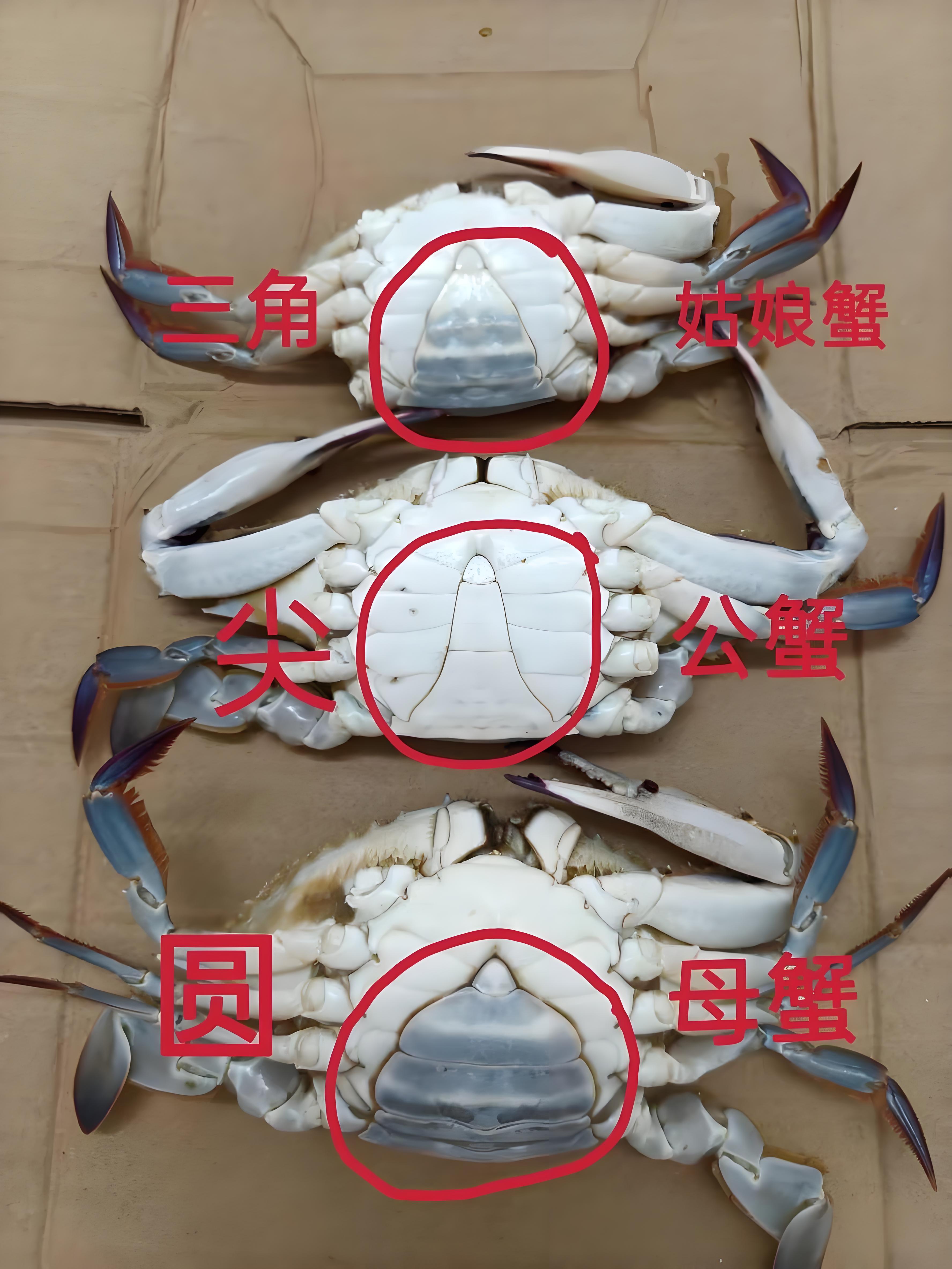实用挑梭子蟹技巧1、不用盯着个头挑，很多看起来老大的梭子蟹，回家一蒸壳子里空空的
