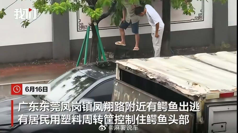 东莞街头出现鳄鱼别搞啊，我就在东莞，这几天一直大暴雨，也没有听说哪里被淹了，怎么