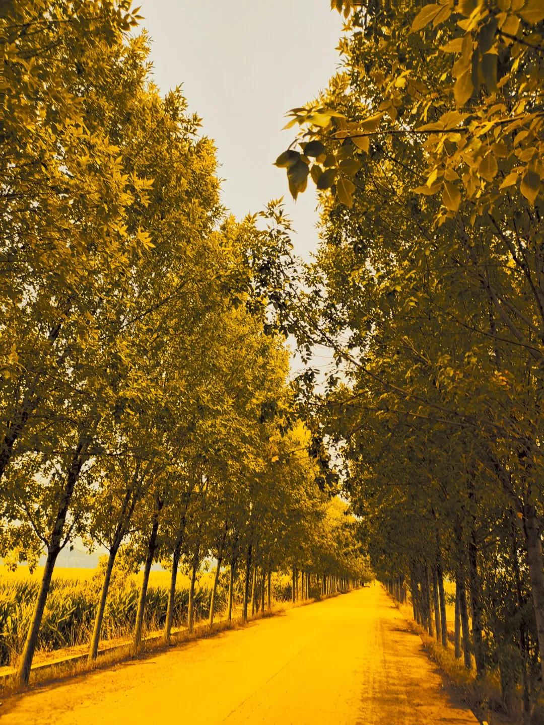 一进十月又是冬
黄叶纷飞尽西风
远在异乡为异客
———————