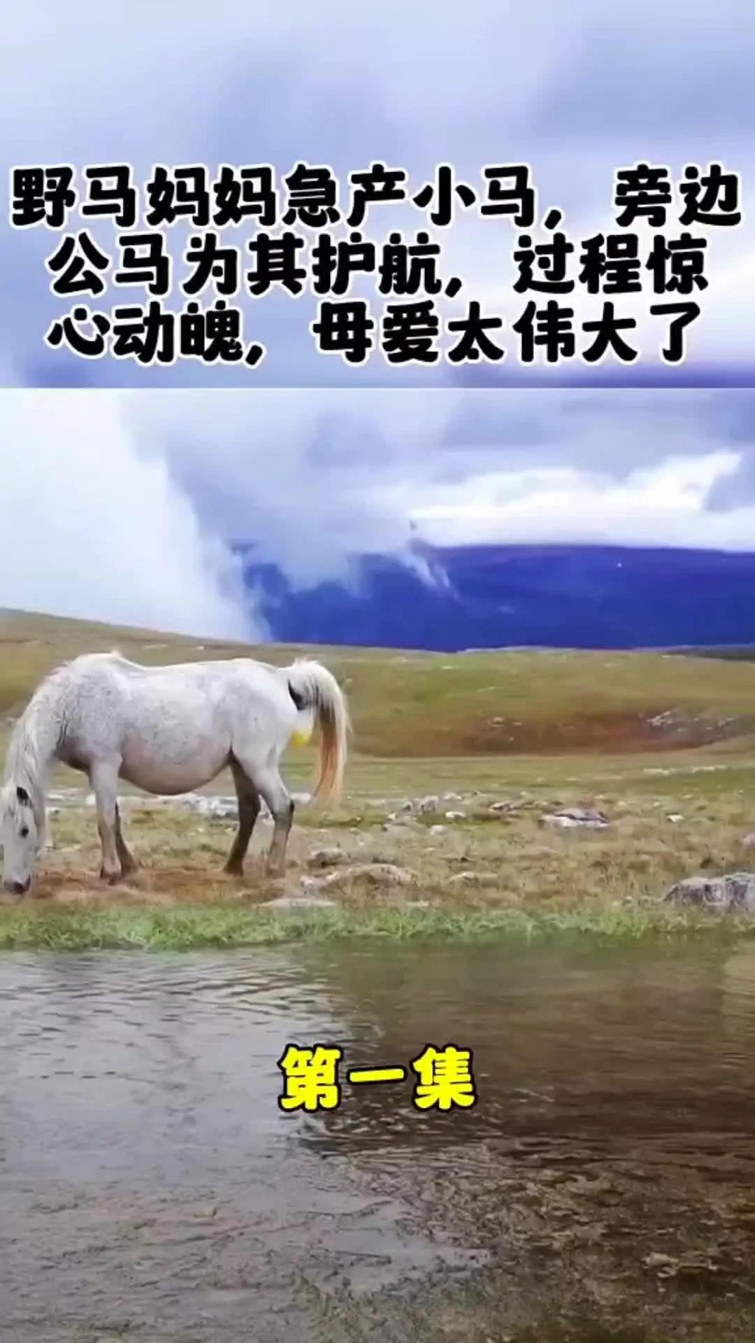 动物世界 动物的迷惑行为 我的观影报告 内容启发搜索