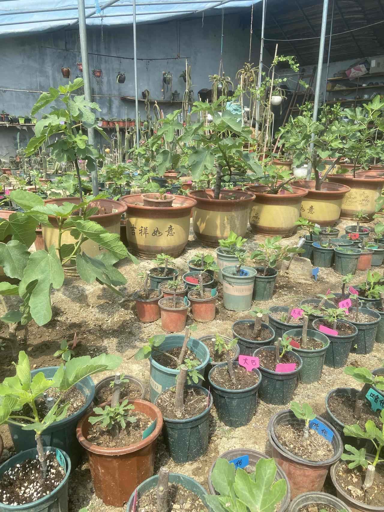 分享一张你最近随拍的照片冬藏枯寂，春生绿意，看着无花果从光溜溜的枝干，一点点冒芽