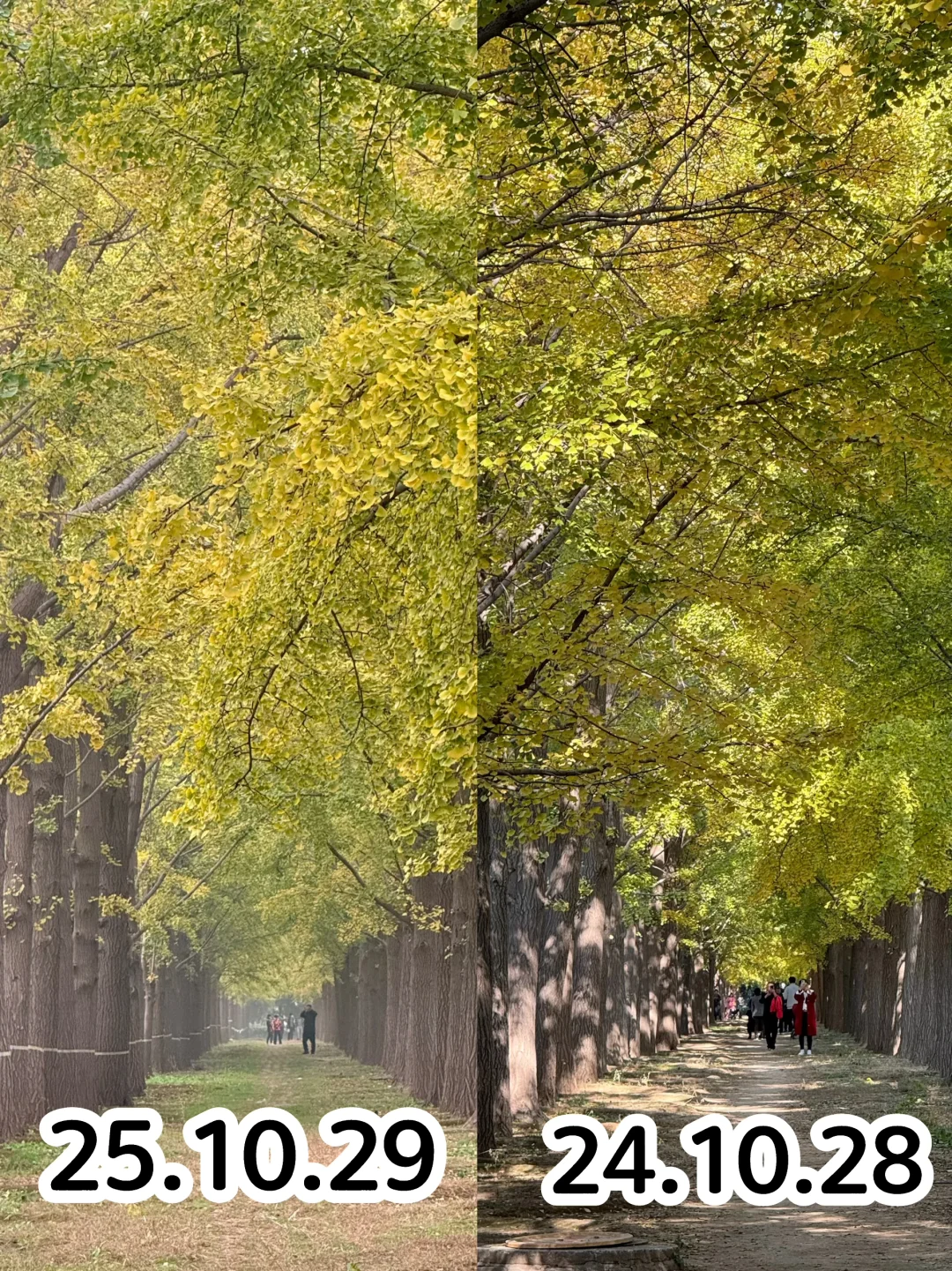 感觉今年北京银杏变黄时间和去年差不多