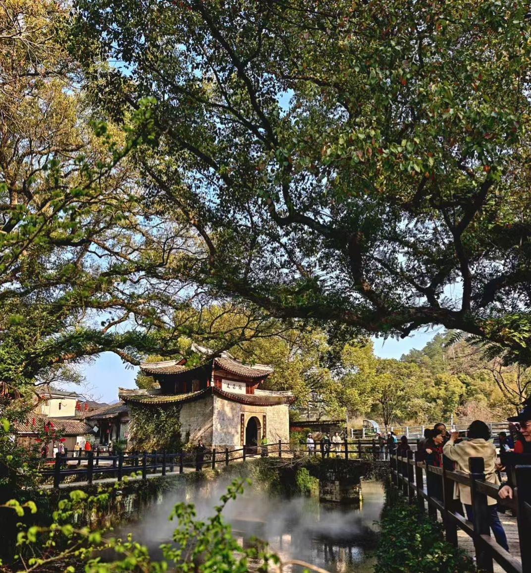 阁旁的古樟树群枝繁叶茂，浓荫蔽日，其中不少树龄已超千年，枝干如巨伞般伸展，将整个