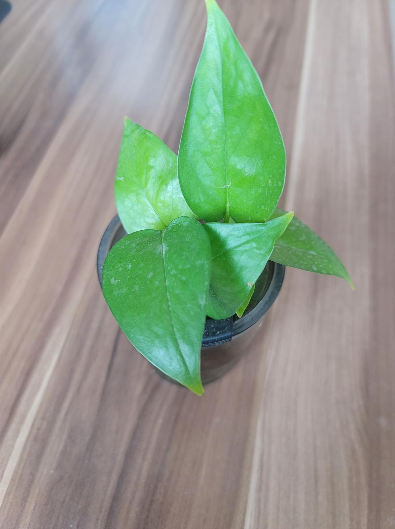 刚给法律咨询的双方起草一份一次性赔偿协议，有的时候一次意外就牵连两个家庭，所以每