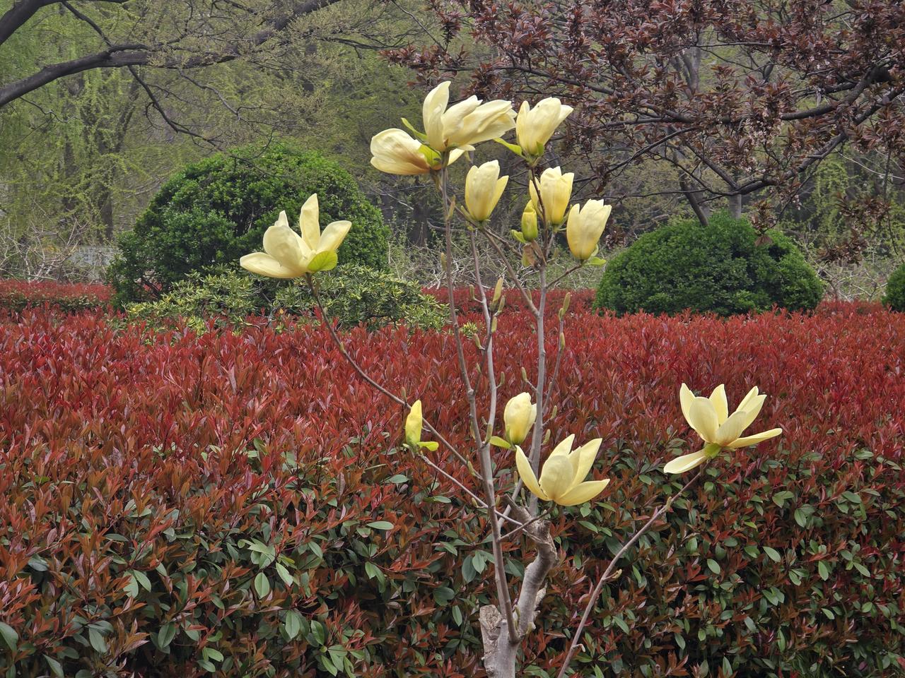 王铎：这是什么花，真漂亮！